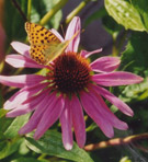 Blüte mit Schmetterling