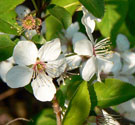 Obstblüten